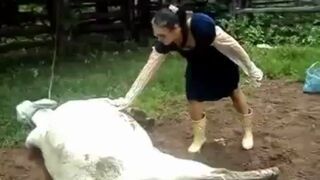 Krowa kopię kobietę w głowę