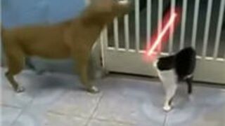 Cat Fights Off Dog With Lightsaber