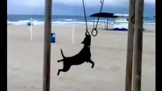 Helicopter dog