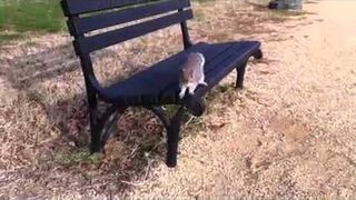 Wiewiórka atakuje !