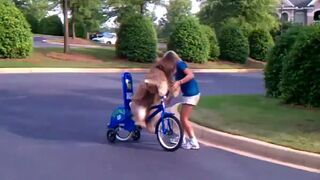 Pies który jeździ na rowerze