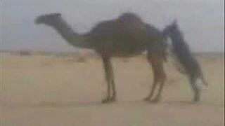 Mitentka na pustyni.