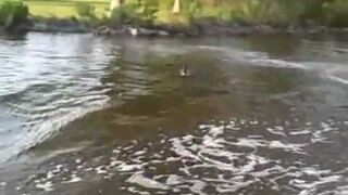 Natarczywa gęś atakuje