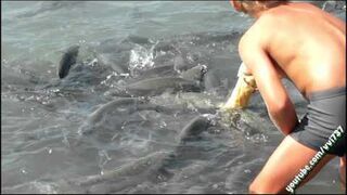 Chłopak karmi ryby na plaży