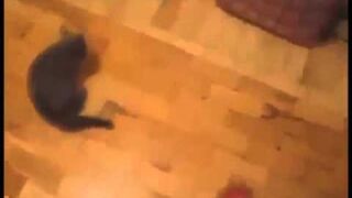 Chuck Norris Kitten