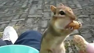 FUNNY Hungry Chipmunk