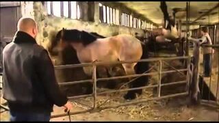 Koń zaliczył faila