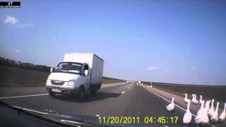 Gęsi uciekł z jadącym samochodzie