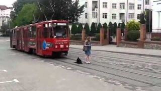 Pies zatrzymuje tramwaj