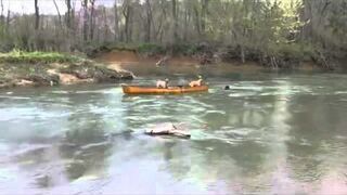 Pies uratował dwa psy