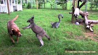 Kangur próbuje zabawy z psem