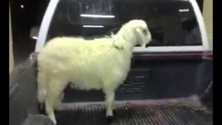 Karate Sheep