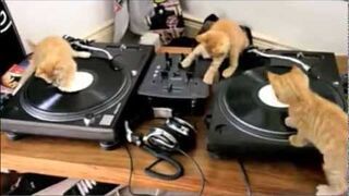 Dj kot