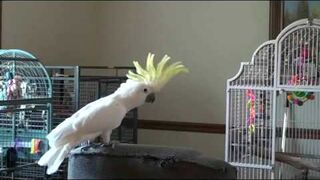 Coco "Jacko" Tribute to Michael Jackson...