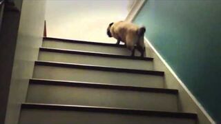 Pies wchodzi po schodach