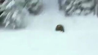 Reklama pralki z niedźwiedziem