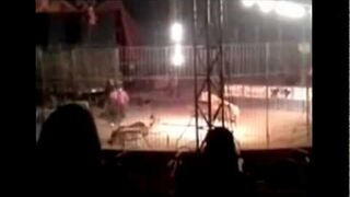 Tygrys zagryzł tresera na oczach widzów!