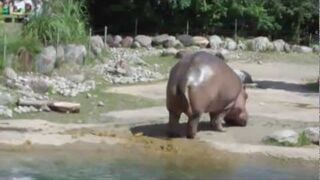Bardzo energiczny Hipopotam