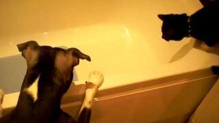 Dog baths cat (Original)