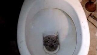 Harlem Shake toilet edition