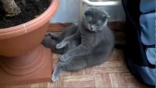 Отпадный Кот