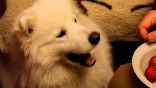 Самоед на Диете