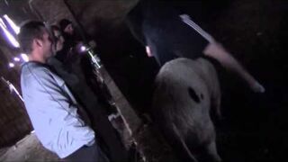 Ghost Rider na świni