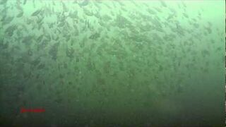 Sterowanie ławicą ryb