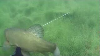 Podwodne polowanie z kuszą - spearfishing