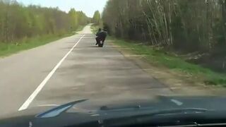 Dwóch pijaczków na skuterze - silny wiatr?