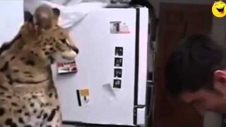 Funny Pranks - Best Fails Compilation 2013 HD - FUNNY PRANKS