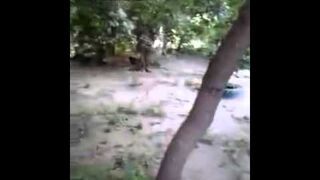 Cats & Dogs Ah The Entertainment