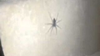 Spider goes after the hand that feeds it