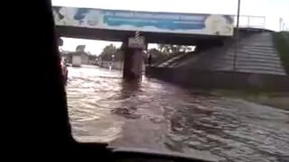 Pies pomaga niepełnosprawnemu