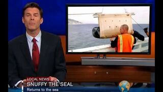 Powrót foki do oceanu