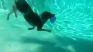 Ten pies jest niesamowity!