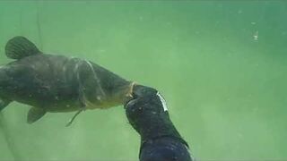 Podwodne polowanie kuszą - lin 3 kg