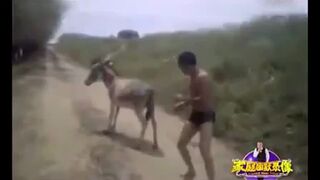 Kung fu donkey