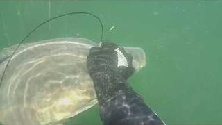 Karp 13.5 kg - podwodne polowanie kuszą