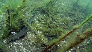 Węgorze - kompilacja 2013