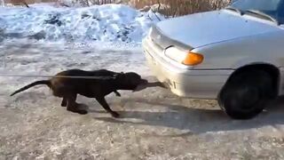Pies ciągnie auto