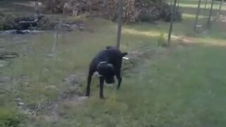 Pies sika na elektryczne ogrodzenie