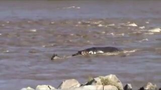 Hipopotam pomaga przejść przez rzekę