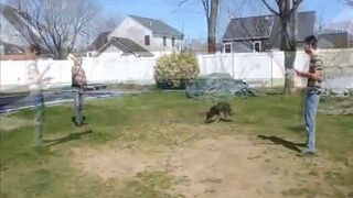 Pies skacze na skakance (double Dutch)