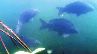 Karpie na żerowisku