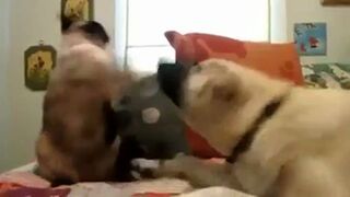 Cats vs Dogs compilation