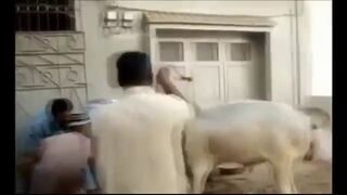 Zdecydowali się ujarzmić byka