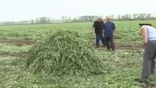 Palenie marihuany w Rosji