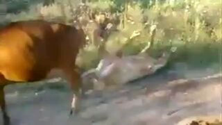 Byczek kryje krówkę