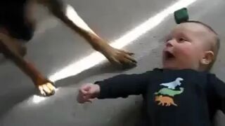 Rottweiler rozbawia dziecko